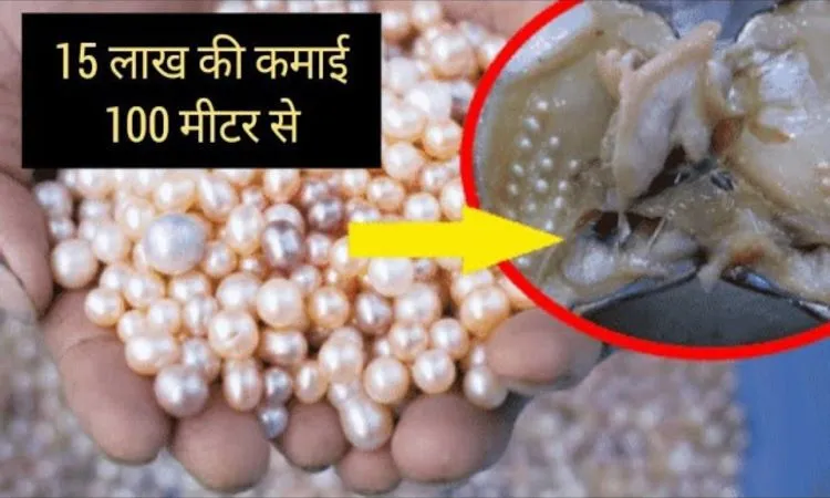 पर्ल फार्मिंग कम लागत अधिक मुनाफा