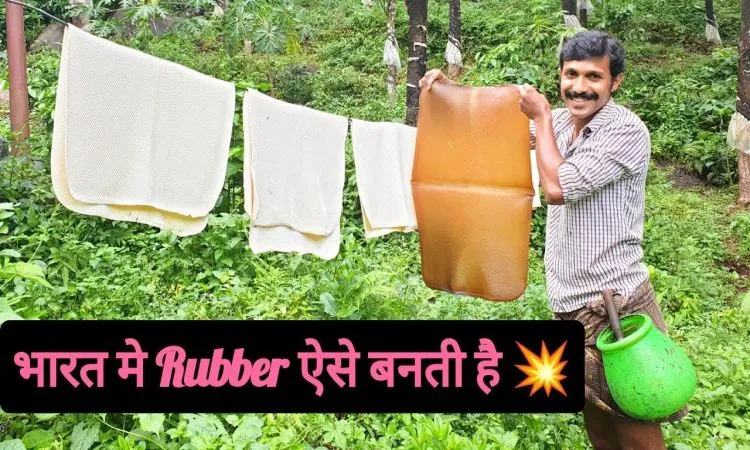 रबड़ बनाने का प्राकृतिक तरीका, जानकार रह जाएंगे दंग