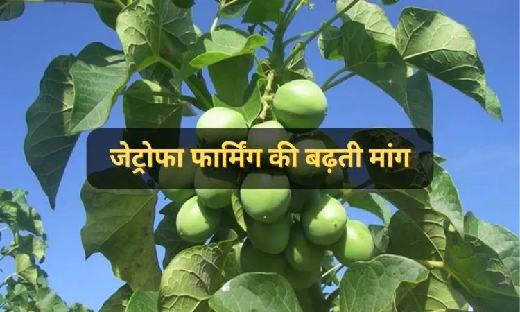 जेट्रोफा फार्मिंग की बढ़ती मांग