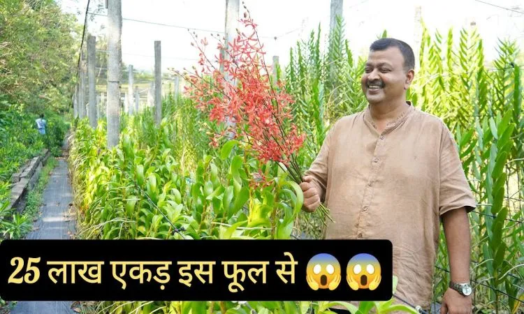 ऑर्किड फूलों की खेती, पैसा ही पैसा
