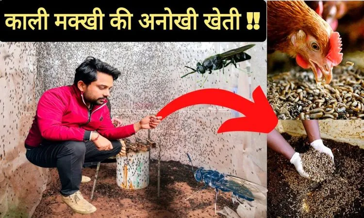 काली मक्खी की अनोखी खेती