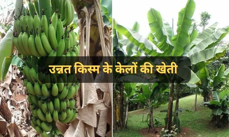उन्नत किस्म के केलों की खेती