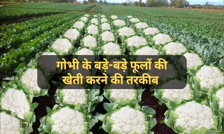 गोभी के बड़े-बड़े फूलों की खेती करने की तरकीब