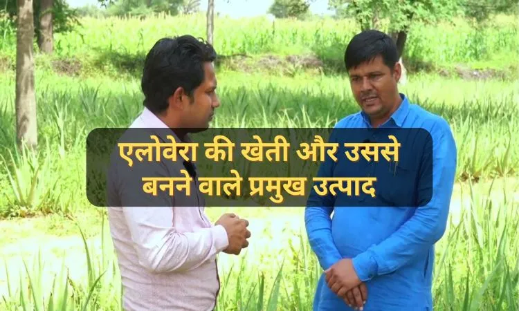 एलोवेरा की खेती और उससे बनने वाले प्रमुख उत्पाद