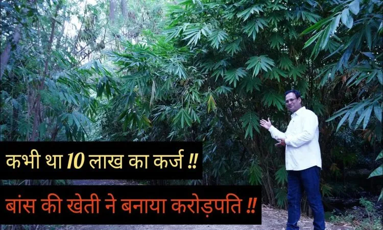 बांस की खेती कर लाखों रुपए कमा रहे लोग