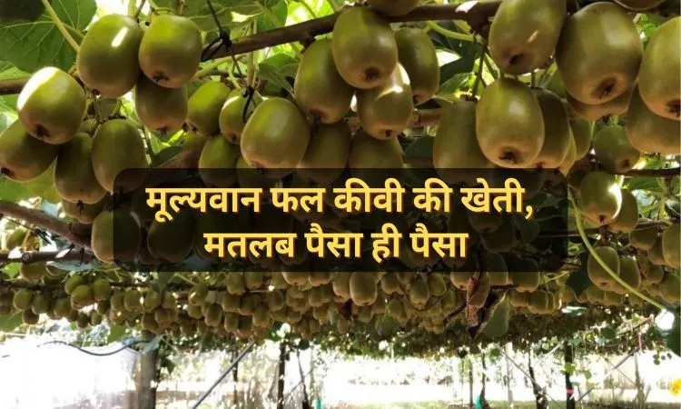 मूल्यवान फल कीवी की खेती, मतलब पैसा ही पैसा