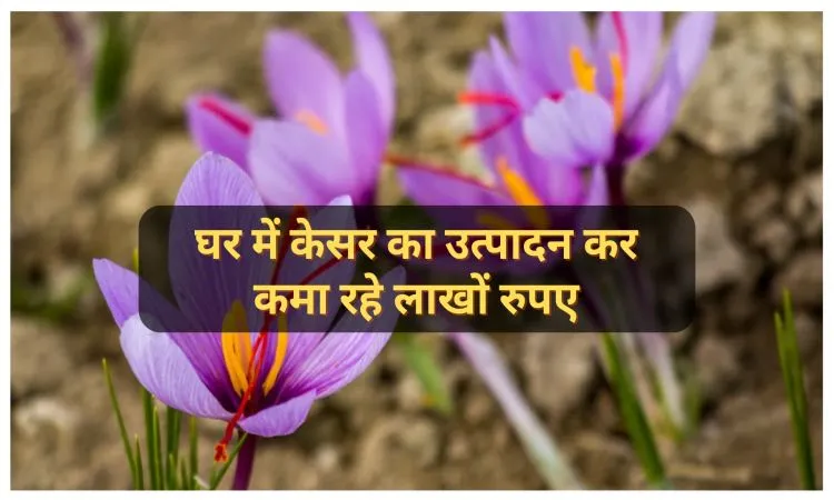 घर में केसर का उत्पादन कर कमा रहे लाखों रुपए