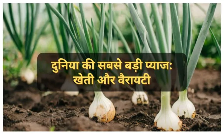 दुनिया की सबसे बड़ी प्याज: खेती और वैरायटी