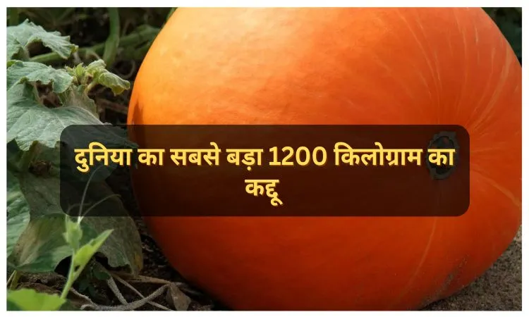 दुनिया का सबसे बड़ा 1200 किलोग्राम का कद्दू