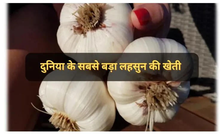 दुनिया के सबसे बड़ा लहसुन की खेती
