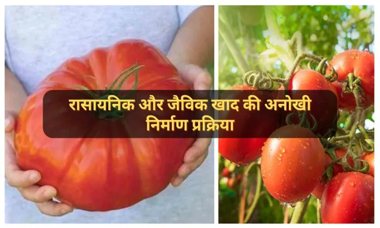 दुनिया का सबसे बड़ा टमाटर और भारत में टमाटर की खेती
