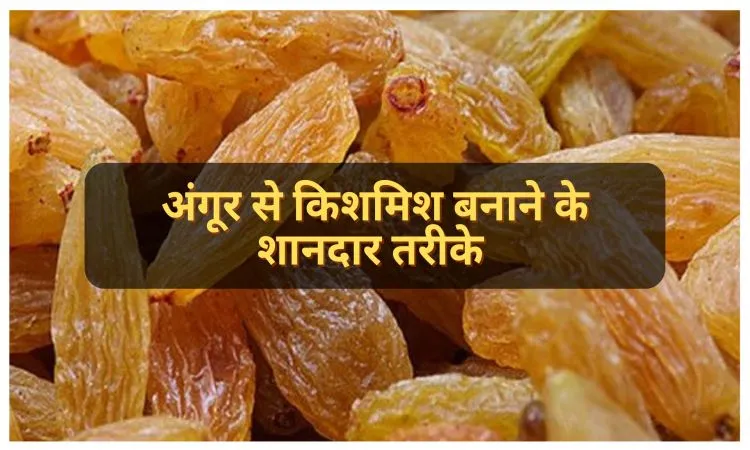 अंगूर से किशमिश बनाने के शानदार तरीके