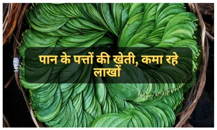पान के पत्तों की खेती, कमा रहे लाखों