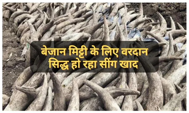 बेजान मिट्टी के लिए वरदान सिद्ध हो रहा सींग खाद