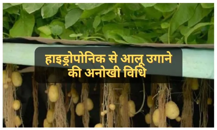 हाइड्रोपोनिक से आलू उगाने की अनोखी विधि