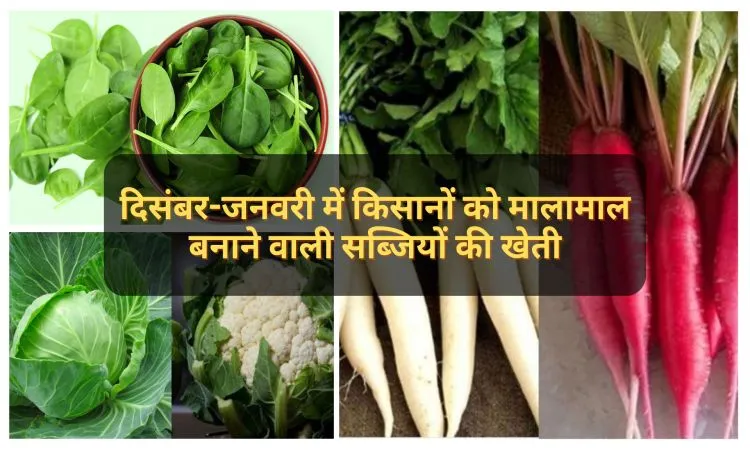 दिसंबर-जनवरी में किसानों को मालामाल बनाने वाली सब्जियों की खेती