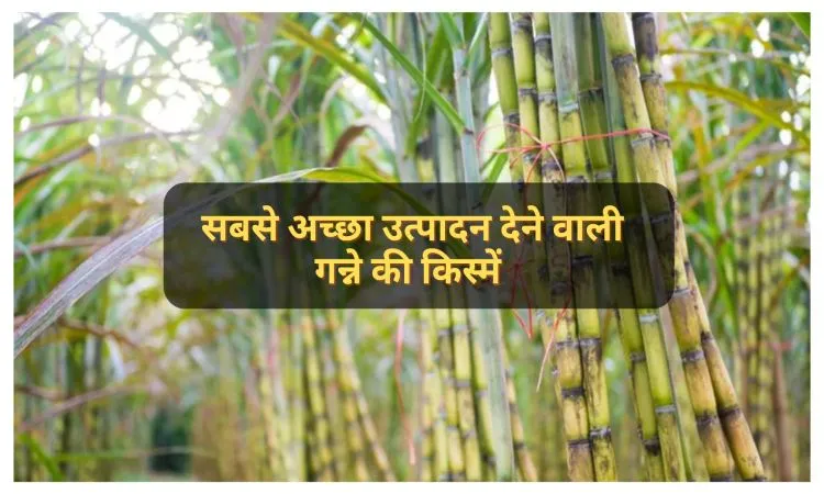 सबसे अच्छा उत्पादन देने वाली गन्ने की किस्में