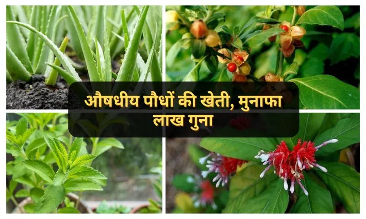 औषधीय पौधों की खेती, मुनाफा लाख गुना