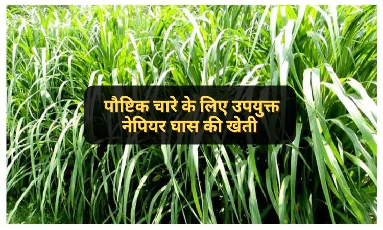 पौष्टिक चारे के लिए उपयुक्त नेपियर घास की खेती