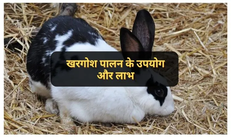 खरगोश पालन के उपयोग और लाभ