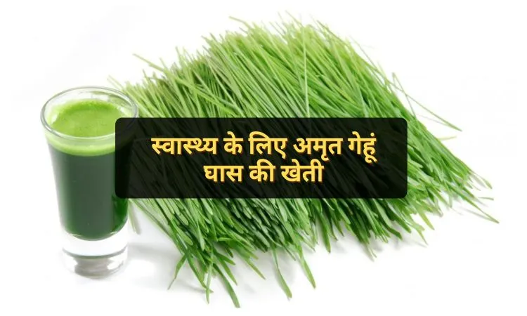 स्वास्थ्य के लिए अमृत गेहूं घास की खेती