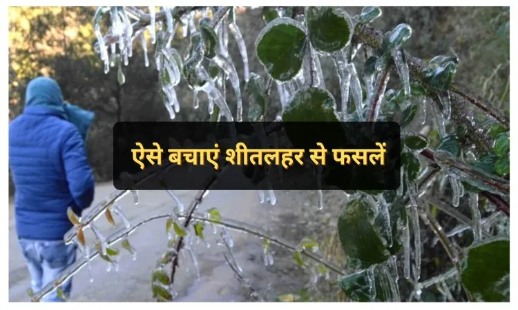 ऐसे बचाएं शीतलहर से फसलें