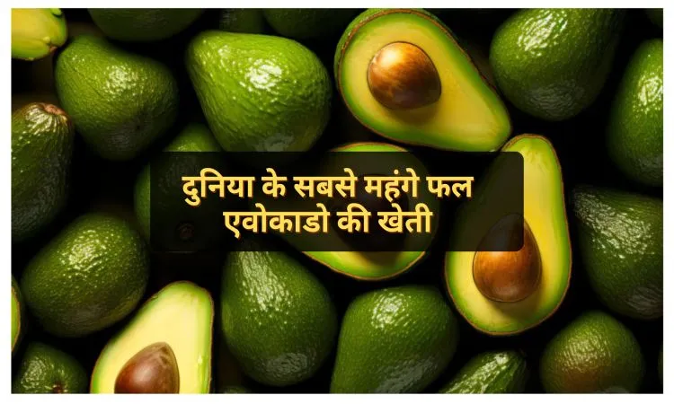 दुनिया के सबसे महंगे फल एवोकाडो की खेती