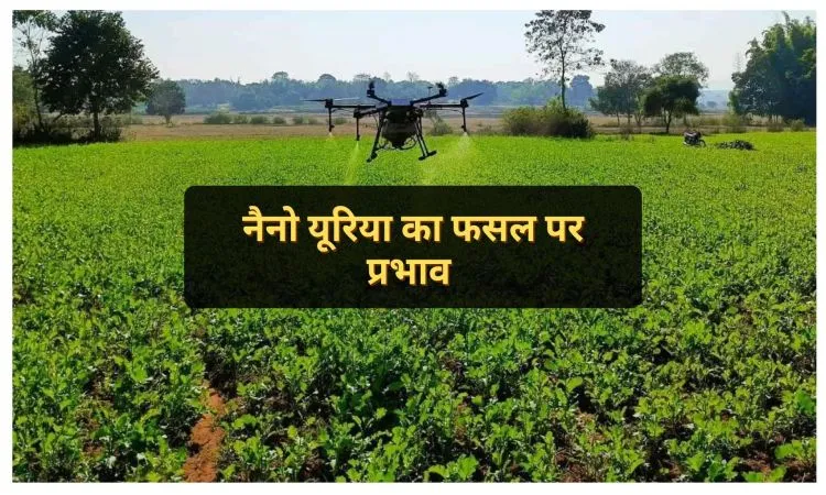 नैनो यूरिया का फसल पर प्रभाव