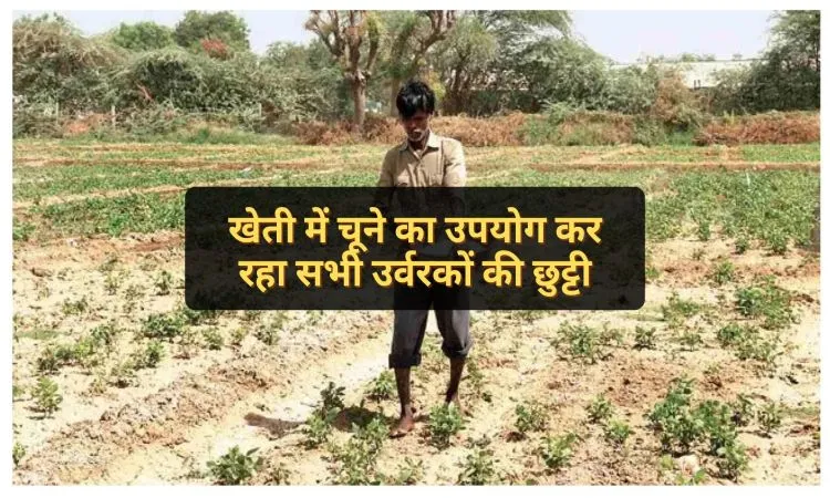 खेती में चूने का उपयोग कर रहा सभी उर्वरकों की छुट्टी