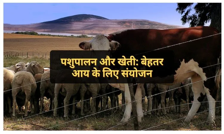 पशुपालन और खेती: बेहतर आय के लिए संयोजन