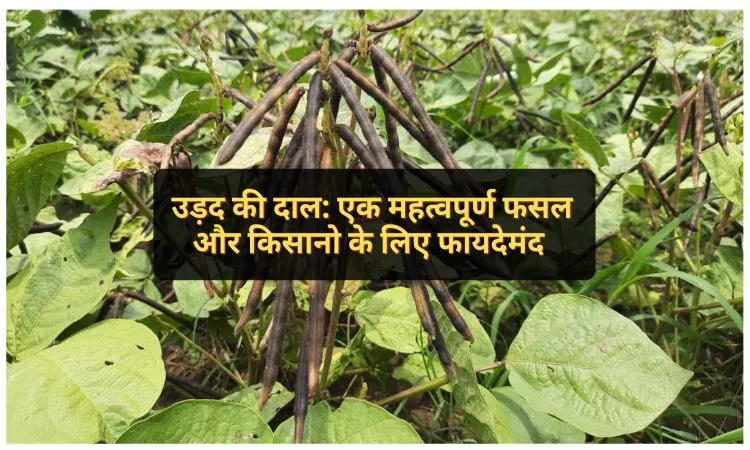 उड़द की दाल: एक महत्वपूर्ण फसल और किसानो के लिए फायदेमंद