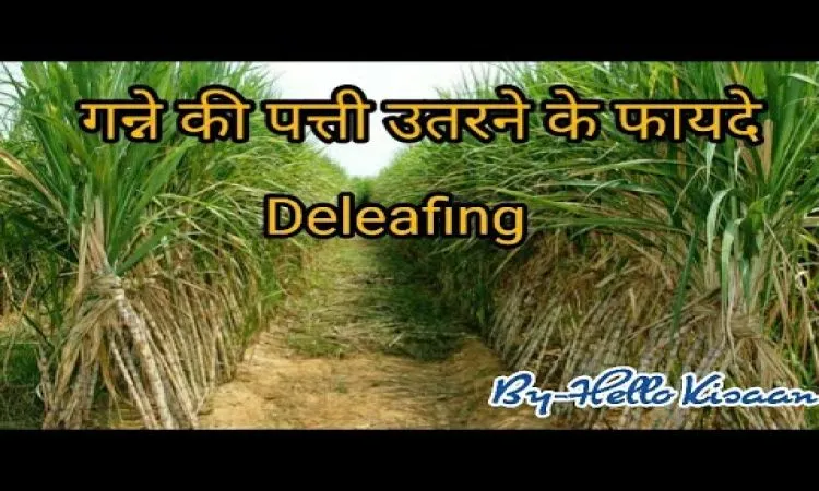 गन्ना और डी लीफ शुगरकेन (गन्ने के पत्ते उतारने) के फायदे