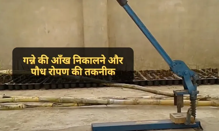 गन्ने की आँख निकालने और पौध रोपण की तकनीक