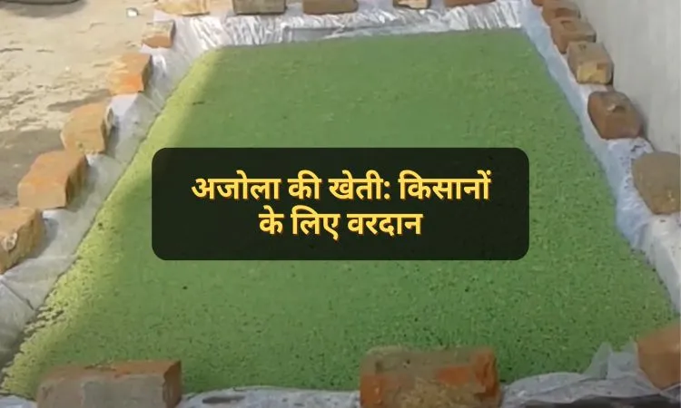 अजोला की खेती: किसानों के लिए वरदान