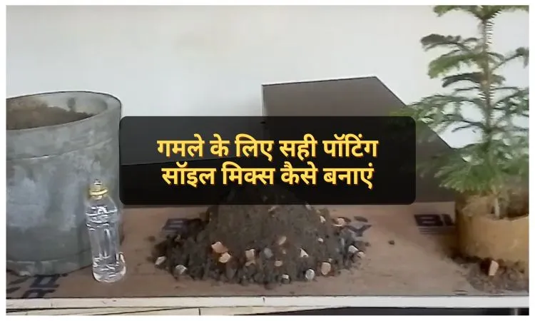 गमले के लिए सही पॉटिंग सॉइल मिक्स कैसे बनाएं