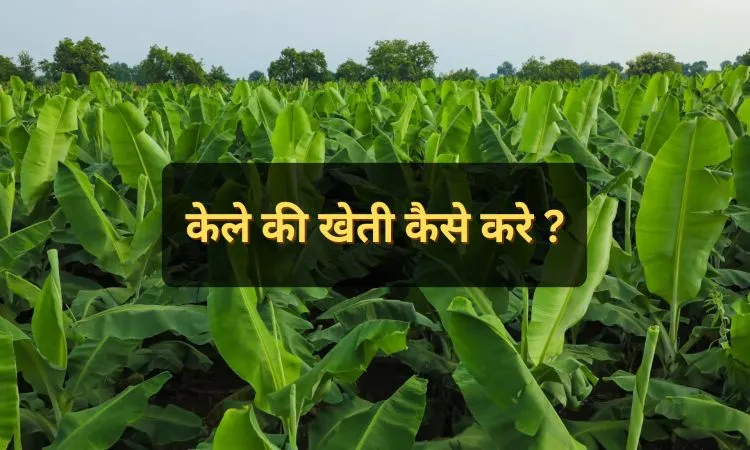 केले की खेती कैसे करे ?