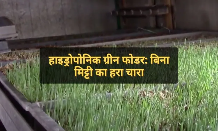 हाइड्रोपोनिक ग्रीन फोडर: बिना मिट्टी का हरा चारा