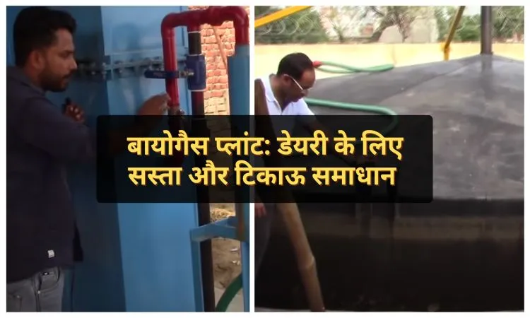 बायोगैस प्लांट: डेयरी के लिए सस्ता और टिकाऊ समाधान