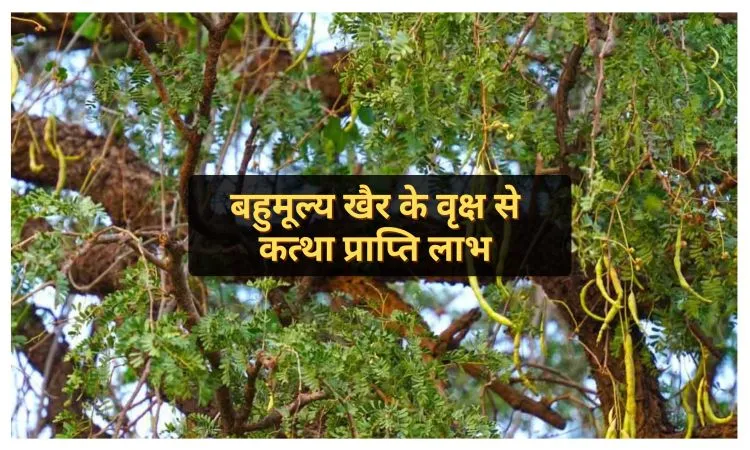 बहुमूल्य खैर के वृक्ष से कत्था प्राप्ति लाभ