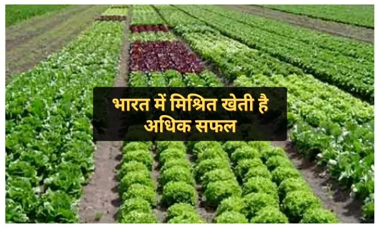 भारत में मिश्रित खेती है अधिक सफल