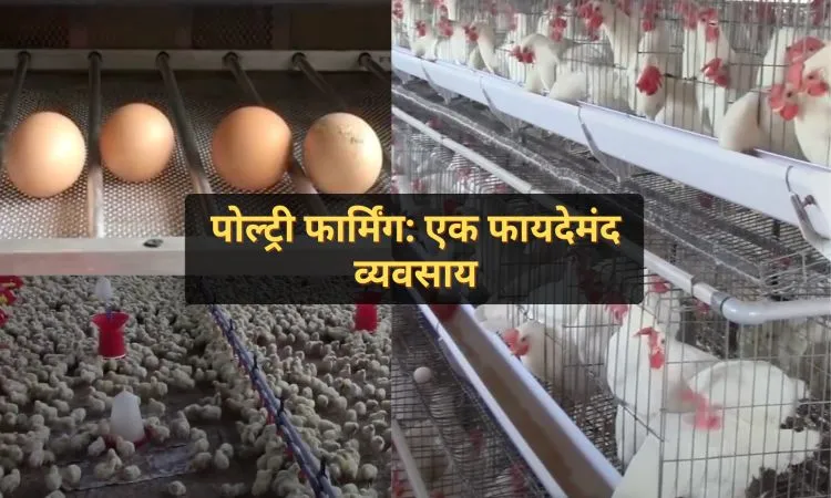 पोल्ट्री फार्मिंग: एक फायदेमंद व्यवसाय