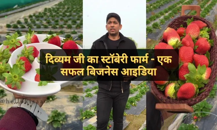 दिव्यम जी का स्टॉबेरी फार्म - एक सफल बिजनेस आइडिया