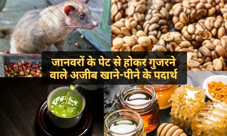 जानवरों के पेट से होकर गुजरने वाले अजीब खाने-पीने के पदार्थ