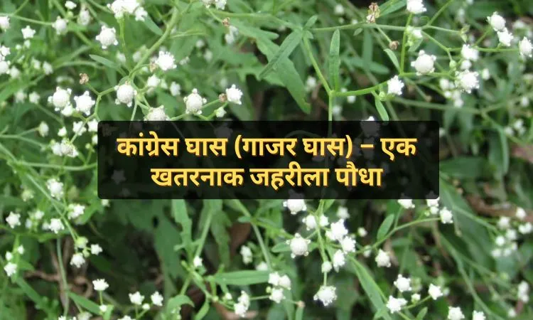 कांग्रेस घास (गाजर घास) – एक खतरनाक जहरीला पौधा