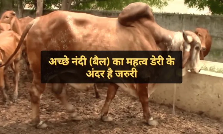 अच्छे नंदी (बैल) का महत्व डेरी के अंदर है जरुरी