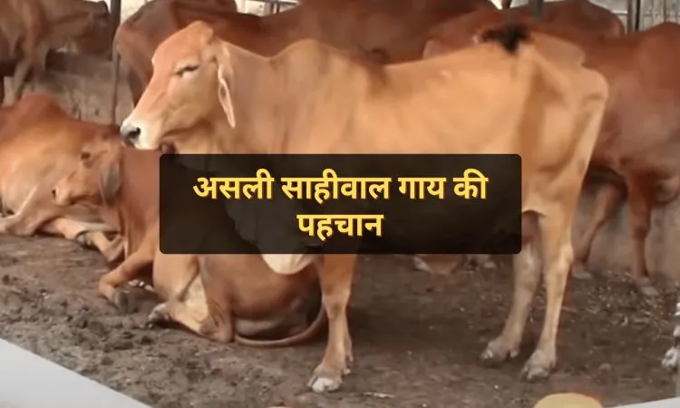 असली साहीवाल गाय की पहचान