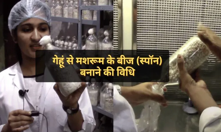गेहूं से मशरूम के बीज (स्पॉन) बनाने की विधि