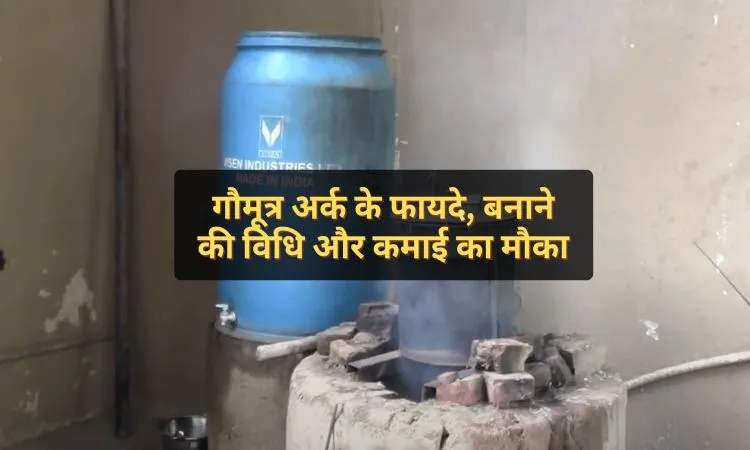 गौमूत्र अर्क के फायदे, बनाने की विधि और कमाई का मौका