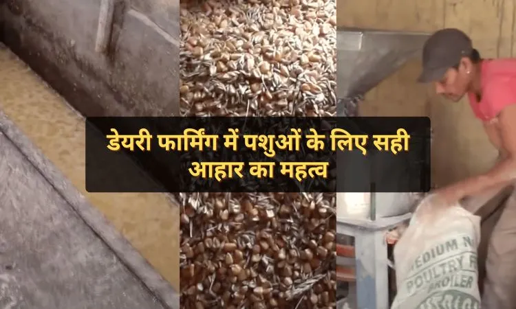 डेयरी फार्मिंग में पशुओं के लिए सही आहार का महत्व