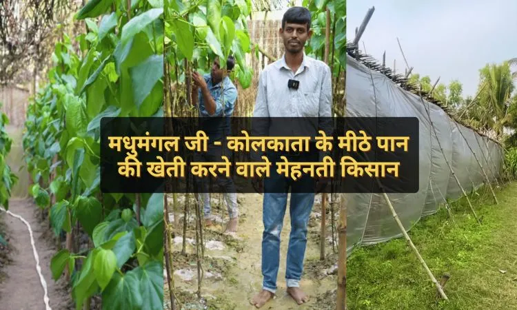मधुमंगल जी - कोलकाता के मीठे पान की खेती करने वाले मेहनती किसान
